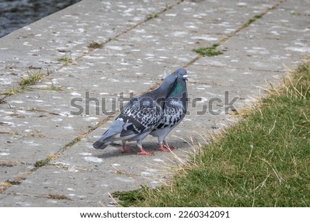 A pair of feral pigeons aka rock doves, Columba livia, with one affectionately nibbling or pecking at the others neck feathers