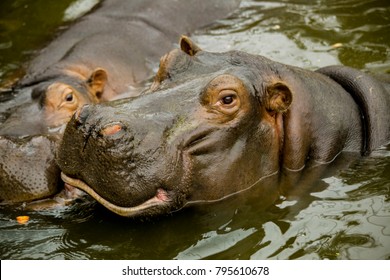 A pair of ferocious African hippos. 