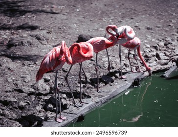 A pair of flamingos relaxes side by side on a small wooden plank, close to a water pool with muddy water, creating a serene and natural scene. - Powered by Shutterstock