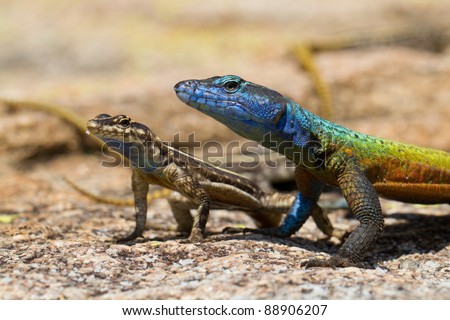 A pair of flat lizards, a male and female, in Matobo National Park, Zimbabwe