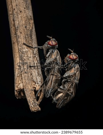 pair of flies having intercourse, isolated on black