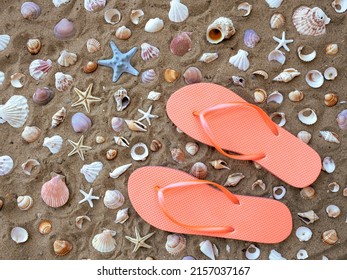 Pair of flip-flops on beach sand among seashells and starfish