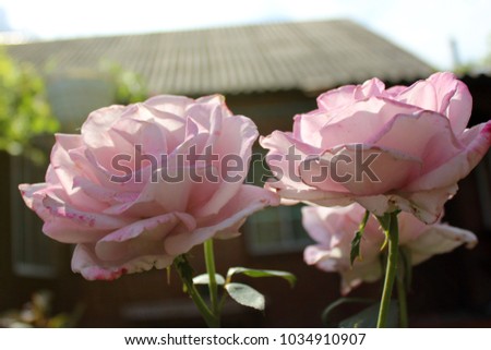 a pair of flowering roses