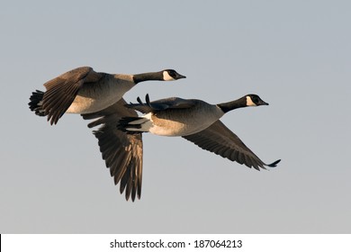 Pair Of Flying Geese