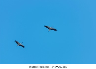 A pair of flying large birds of white storks as a symbol of trust between partners in relationships and in family life, during which it is necessary to support each other. - Powered by Shutterstock