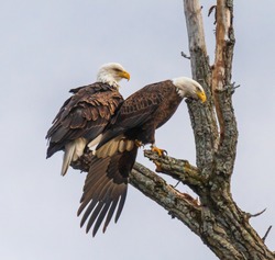Pair Fo Bald Eagles In A Tree With One Looking Intently Toward The Ground
