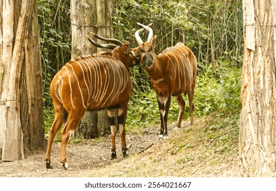 A pair of forest bongo animals. Forest bongo with faces together. A large striped animal. African animal, big horns.
