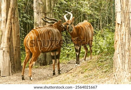 A pair of forest bongo animals. Forest bongo with faces together. A large striped animal. African animal, big horns.