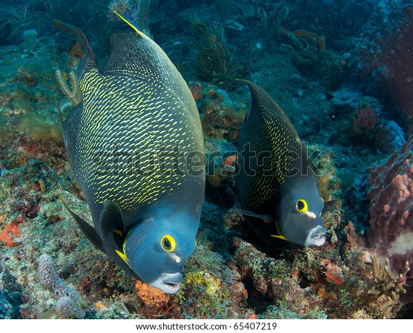 Pair French Angelfish Swimming Over Reef Stock Photo (Edit Now) 65407219