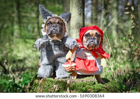 Pair of French Bulldog dogs dressed up as fairytale characters Little Red Riding Hood and Big Bad Wolf with full body costumes with fake arms sitting in forest