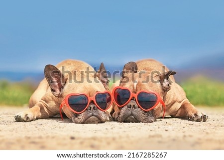 Pair of French Bulldog dogs wearing red heart shaped sunglasses in summer 
