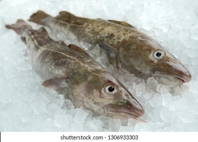 Pair Of Fresh Raw Cod Fishes On Ice