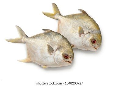 Golden Pomfret Images Stock Photos Vectors Shutterstock