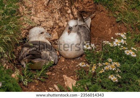 A pair of fulmars sitting by the cliff, one with its mouth slightly open.