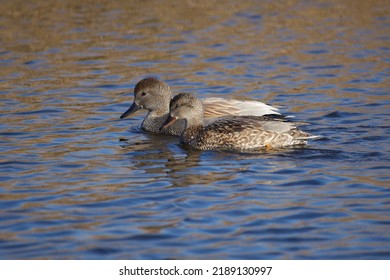 Pair Of Gadwell Ducks Swimming In Unison