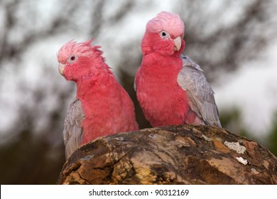 galah cockatoo wings meaning