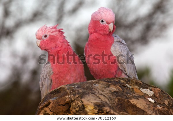type of cockatoo