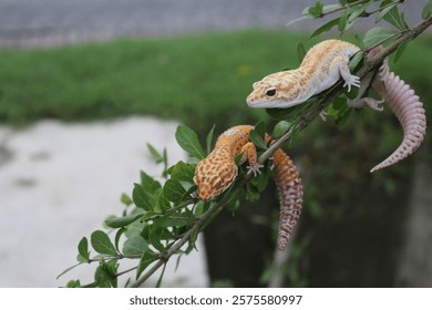 A pair of geckos in a tree
