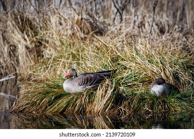 A Pair Of Geese Sleeping In The Sun In Their Nest