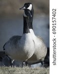 Pair of Geese taking a stroll sequence 
