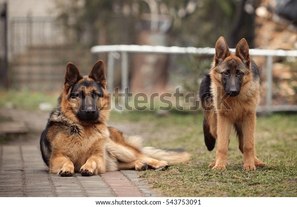 Pair German Shepherds Shorthaired Stock Photo Edit Now 543753091