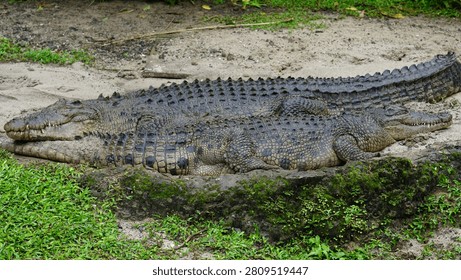 ​A pair of giant crocodiles lying down on a sandy field near green mossy rocks.