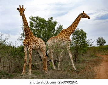 A pair of giraffes graze in the savannah in Hlane National Park, or Royal Hlane National Park, is located in northeastern Swaziland, Africa - Powered by Shutterstock