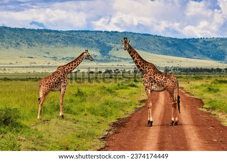 A Pair of Giraffes on the safari trail in the Mara Triangle area in Maasai Mara game reserve, Kenya, Africa