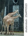 A pair of giraffes standing elegantly in a zoo enclosure, highlighting their distinctive spotted patterns and long necks. The backdrop emphasizes the importance of wildlife conservation in zoos