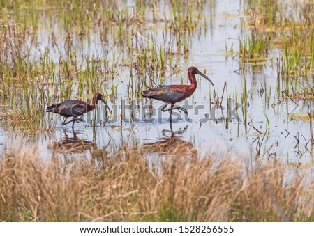 A Pair of Glossy Ibis in a Wetland Pond in Chincoteague National Wildlife Refuge in Virginia