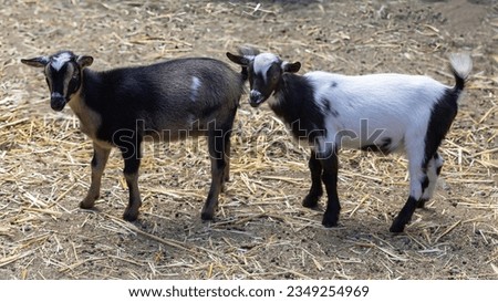 A Pair of Goat Kids Standing in an Animal Pen