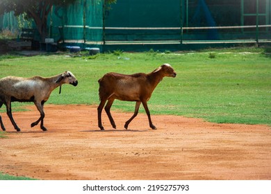 Pair Of Goats Grazing Over A Green Field. 