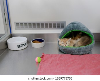 A Pair Of Golden British Cats Sleeping Together In The Window Of A Pet Store. Selling Pets Through Shops.