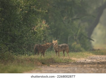 A pair of Golden jackal in the morning hours at Keoladeo Ghana National Park, Bharatpur, India