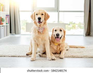 Pair Of Golden Retrievers Wearing Handkerchiefs