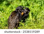 Pair of  golden-handed tamarin, New World monkey Saguinus midas on the meadow