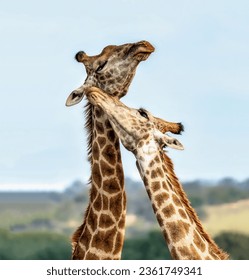 A pair of gorgeous giraffes in love, bringing their long necks together, caress each other close-up