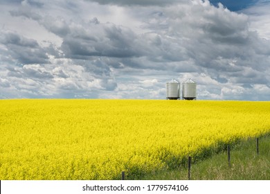A pair of grain silos sit empty on a blooming bright yellow canola field under a stormy sky on the Alberta prairies.