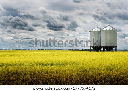 A pair of grain silos sit empty on a blooming bright yellow canola field under a stormy sky on the Alberta prairies.