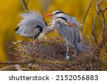 Pair of gray herons on its nest.