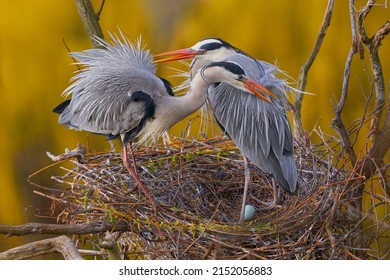 Pair of gray herons on its nest.