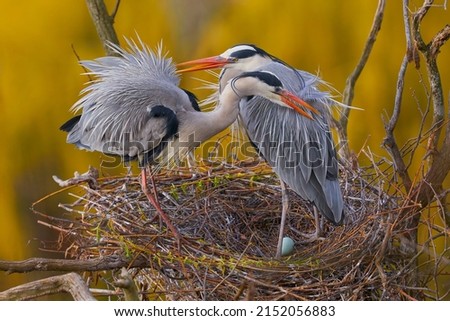 Pair of gray herons on its nest.