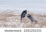 A pair of great blue herons on snowy lakeshore along frozen lake during early spring northern migration 
