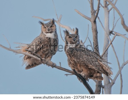 A pair of great horned owls