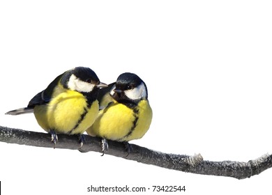 Pair Of Great Tit Birds On Twig Isolated On White