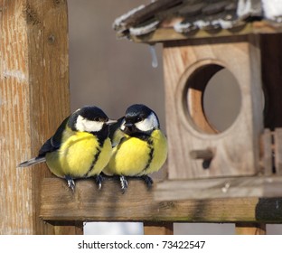 Ein Paar tolle Vögel, die neben dem Nest sitzen