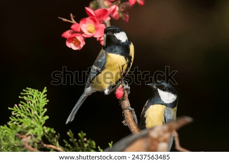 A pair of Great Tit, Parus major,  perching on a branch of blooming Japanese rose with beautiful pink flowers. Black background and green conifers. Birds in love. Love in the air of Europe. Residents.