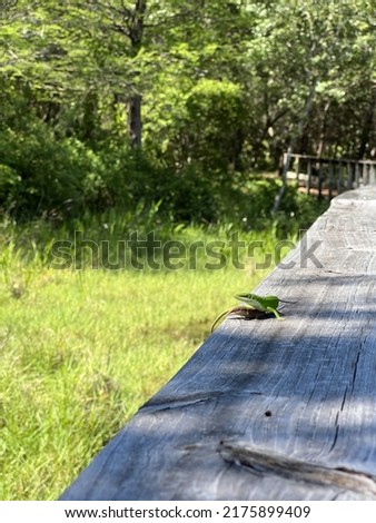 Pair of green anole lizards are mating on a wooden rail in dappled sunlight. The male is bright green while the female is brown.