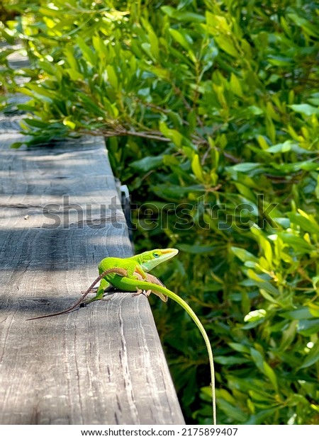 Pair of green anole lizards are mating on a wooden\
rail in dappled sunlight. The male is bright green while the female\
is brown.