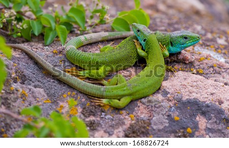 pair of green lizard  in the wild on a granite stone